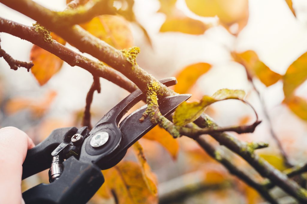 fall tree pruning - American Tree