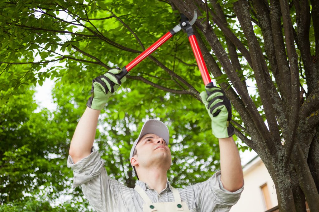 Best arborist - American Tree and Lawn