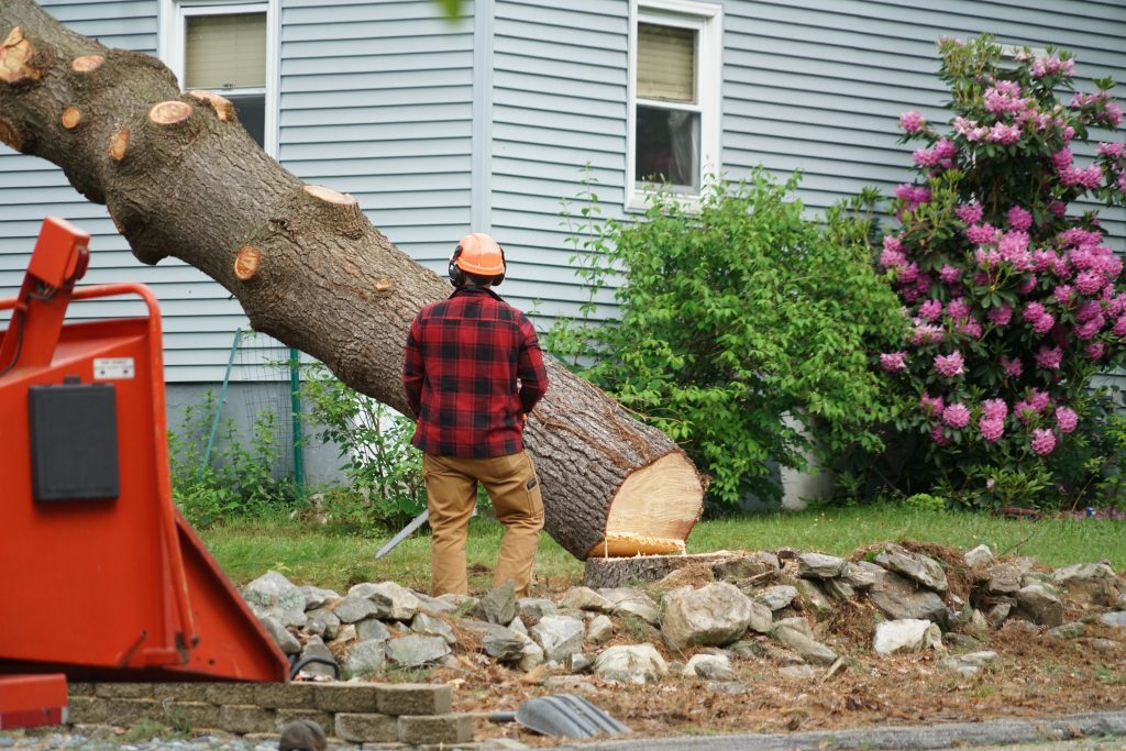 man removing tree - American Tree & Lawn